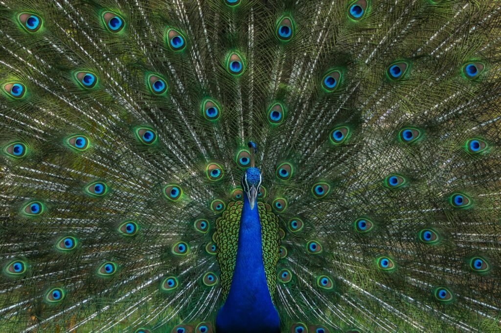 Peacock displaying vibrant feathers, symbolizing how a strong unique selling proposition helps dental practices stand out in a crowded market