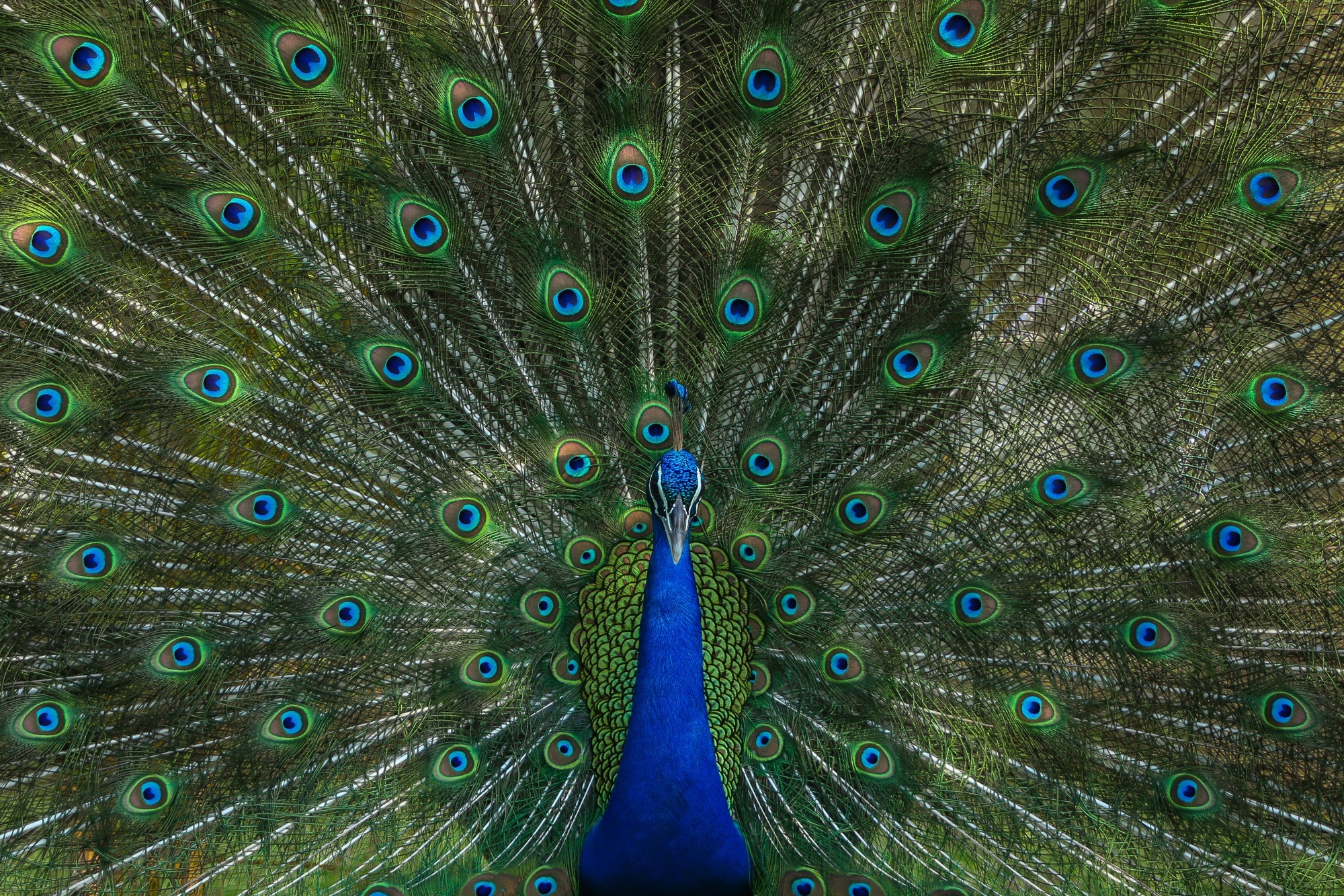 Peacock displaying vibrant feathers, symbolizing how a strong unique selling proposition helps dental practices stand out in a crowded market