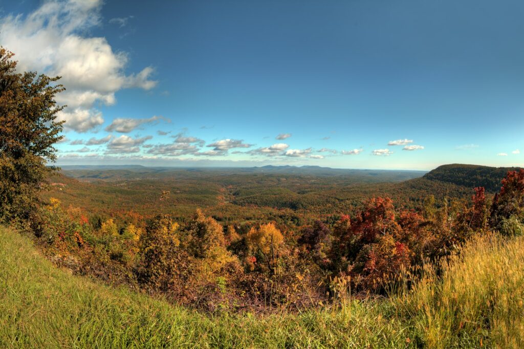 Autumn trees in a forest representing Fayetteville, AR, highlighting Clear to Launch Dental Marketing' ability to bring growth and seasonal adaptability to dental marketing strategies for Fayetteville's dental practices.