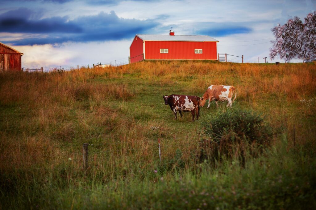 Cows grazing in a field on a farm near Joliet, IL, illustrating the rural charm and sustainable growth fostered by Clear to Launch Dental Marketing' dental marketing for Joliet dental practices.