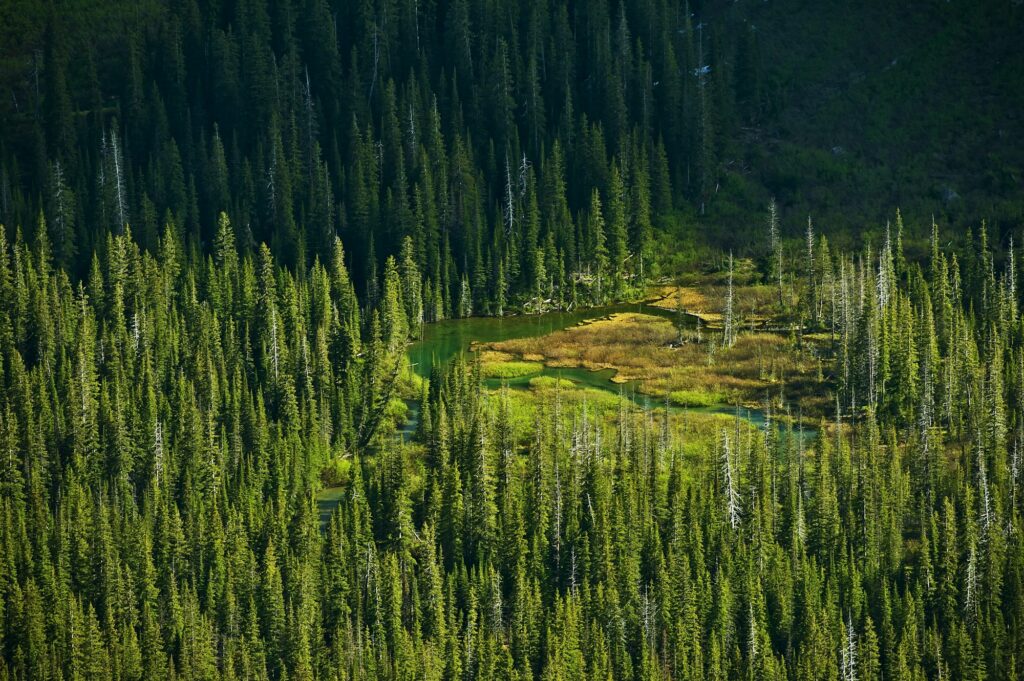 Tranquil stream flowing through the lush forest in Great Falls, MT, showcasing the serene beauty of Montana's wilderness and Clear to Launch Dental Marketing' strategic dental marketing initiatives tailored for Great Falls dental practices.