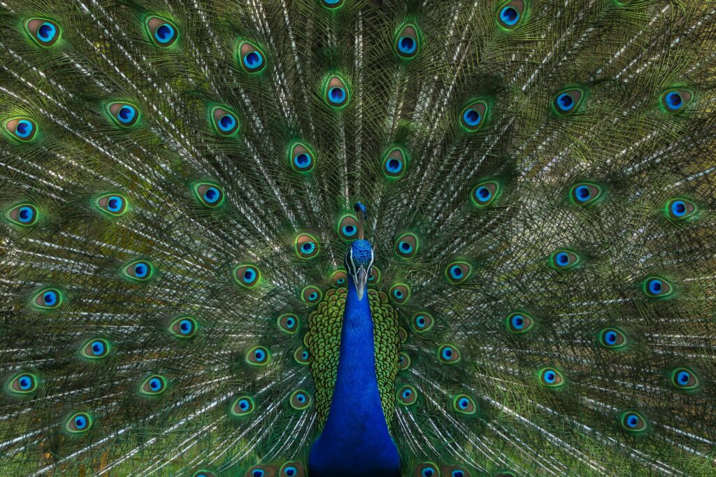 Peacock displaying vibrant feathers, symbolizing how a strong unique selling proposition helps dental practices stand out in a crowded market